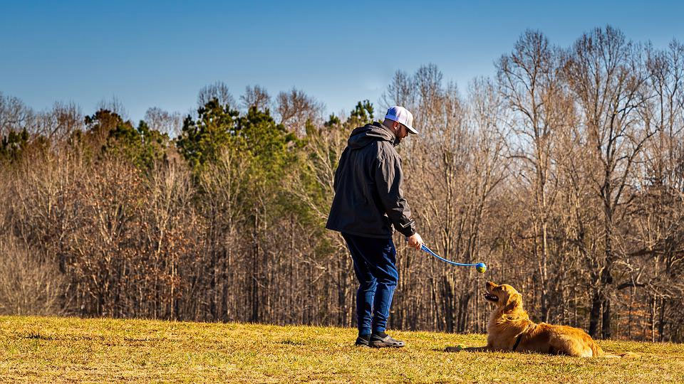 pet-training