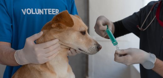 Trustworthy Pet Care: Vet Clinic with Dental and Boarding
