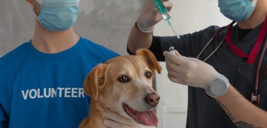 Pets 101: Finding the Right Small Animal Vet