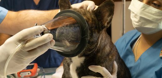 Tips to Prepare for a Successful Dental Surgery for Your Pet