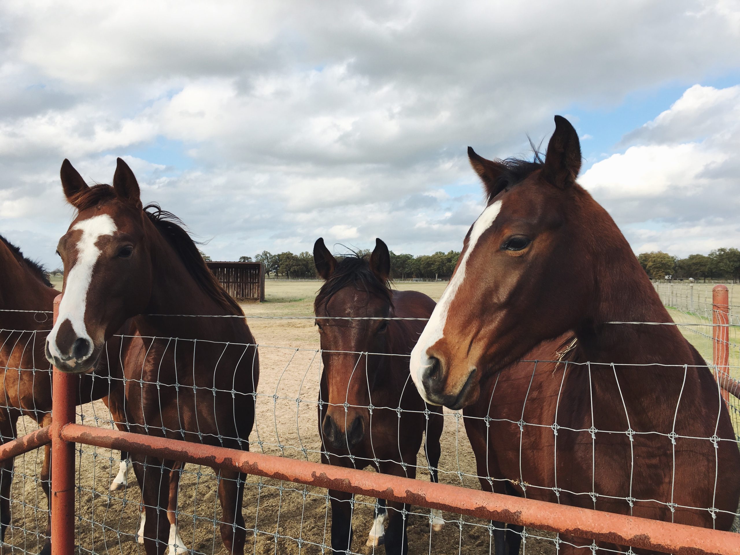Investing in Your Horse’s Health: Vet Care and Wellness