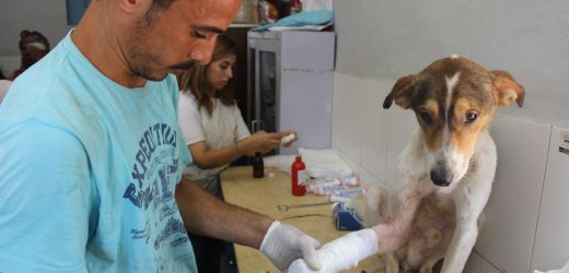 The Five Best Advantages of Using a Veterinary Hospital’s Boarding Service
