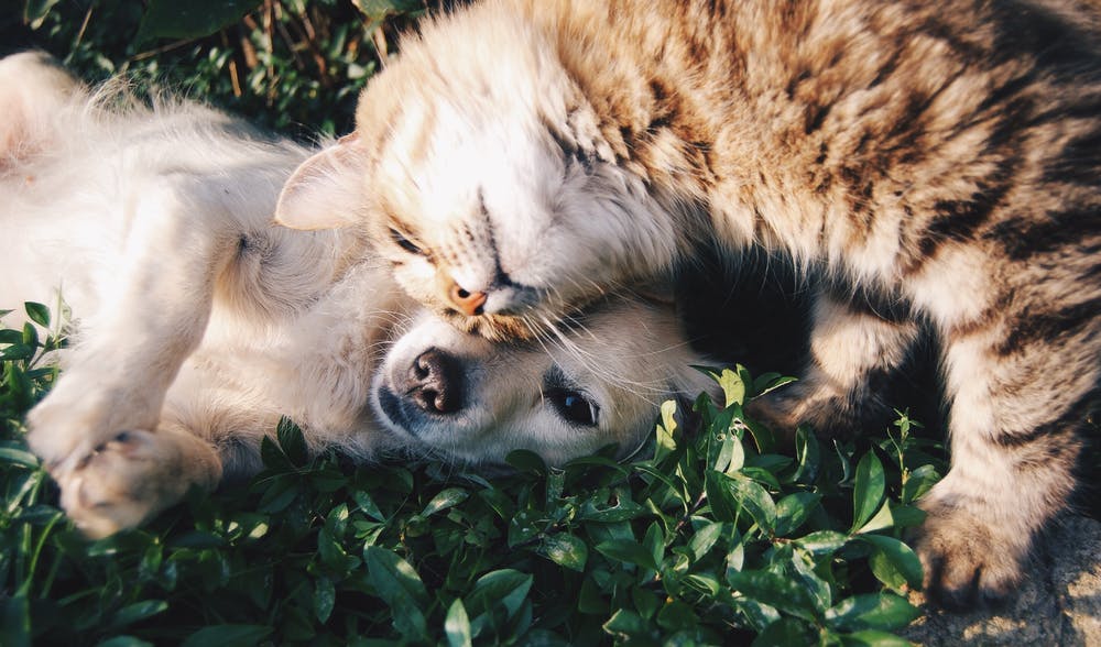 How Often Should Your Furry Friend Get Vaccinated? A Comprehensive Guide to Pet Vaccinations